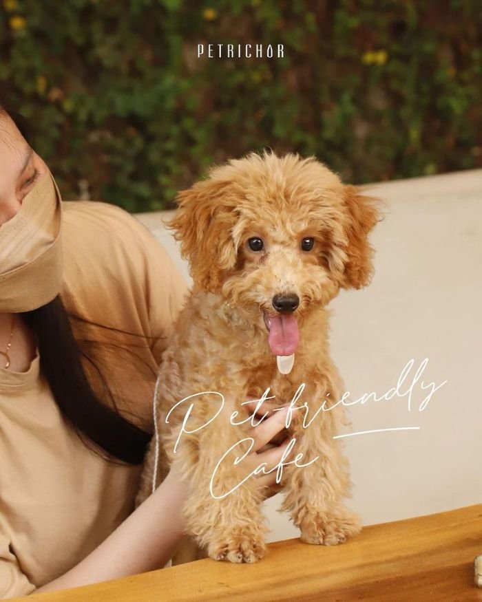 Petrichor Pet Friendly Cafe di Surabaya - Photo by Official Instagram